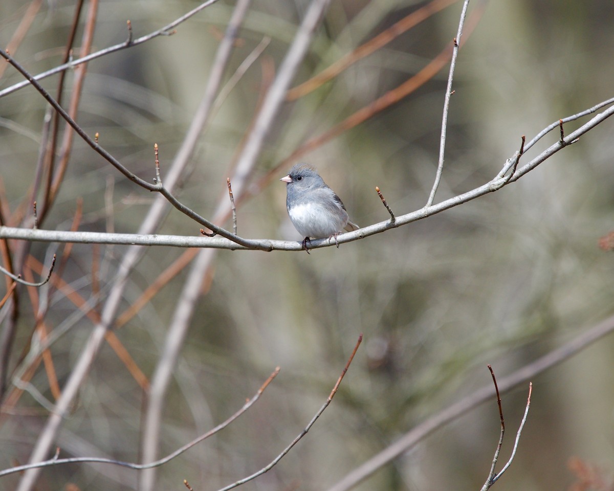 Dark-eyed Junco (Slate-colored) - ML572935721