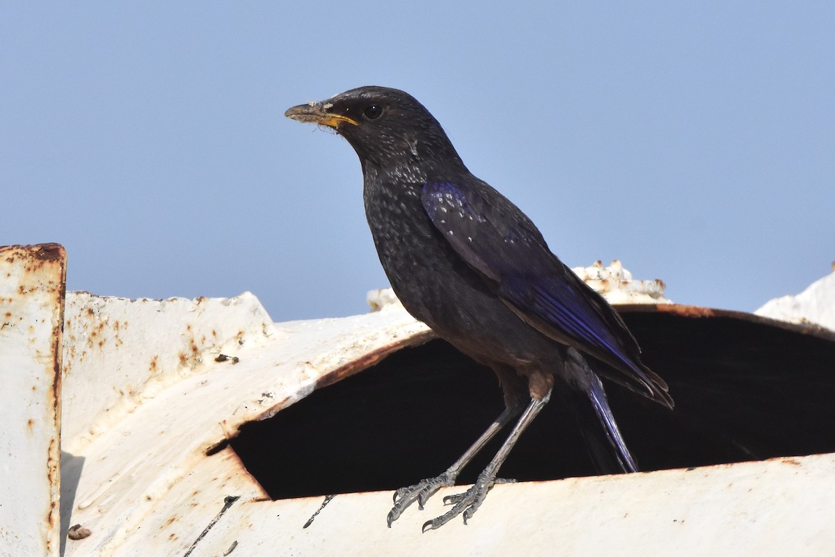 Blue Whistling-Thrush - ML572936331