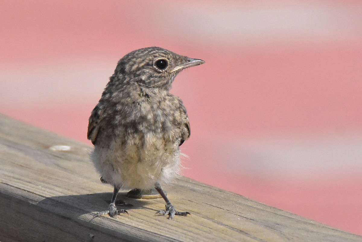 Pied Wheatear - ML572936691