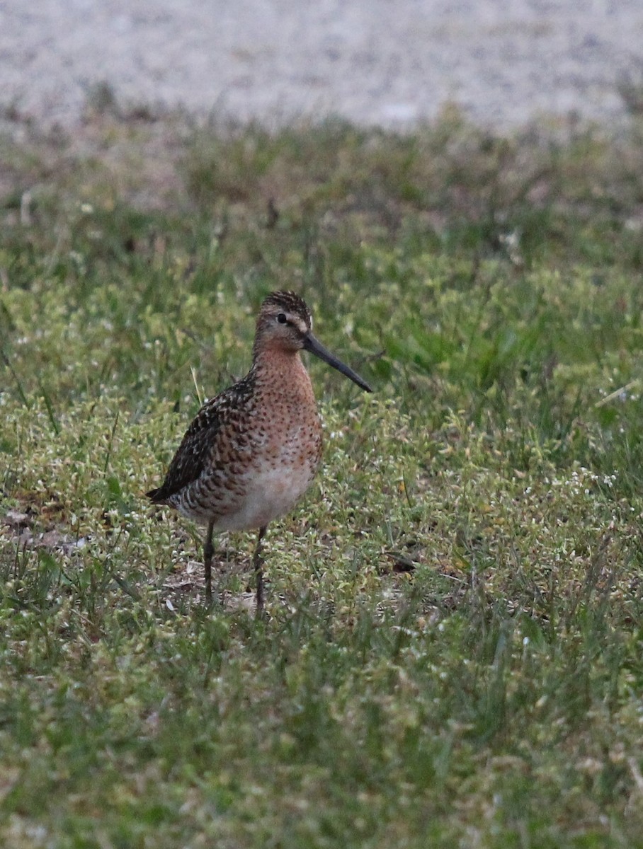 Wilson's Snipe - ML572936901