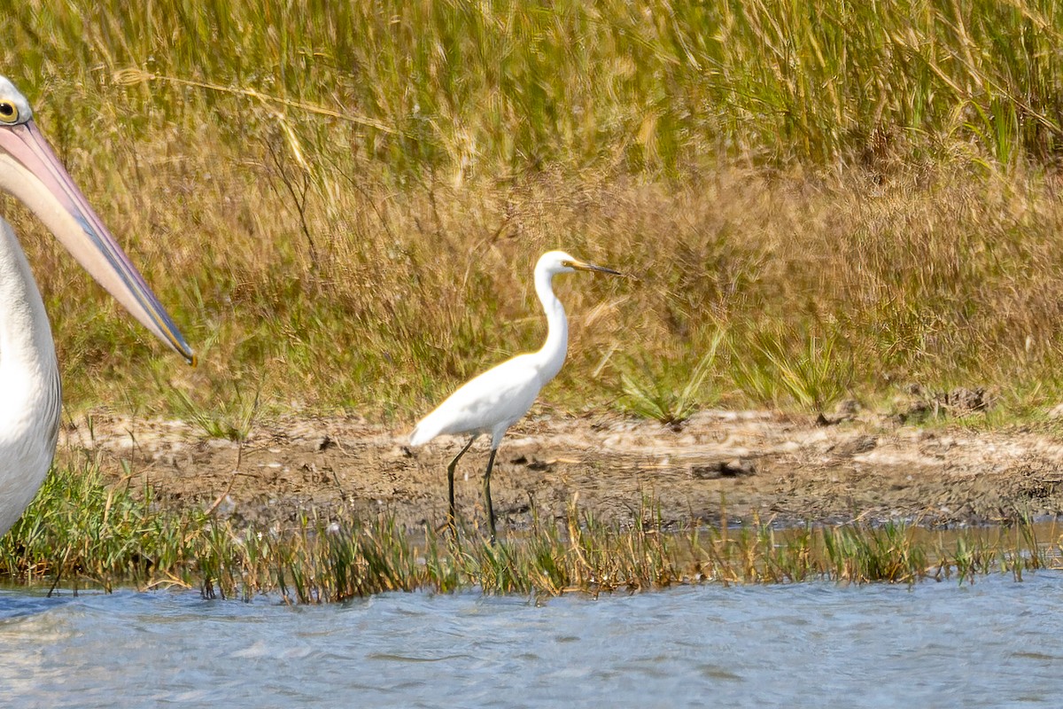 Little Egret (Australasian) - Benjamin Smith