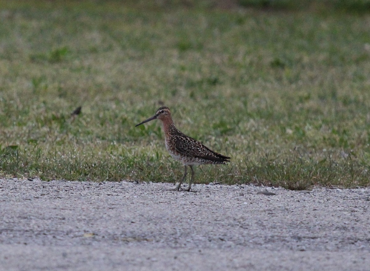 Wilson's Snipe - ML572936931