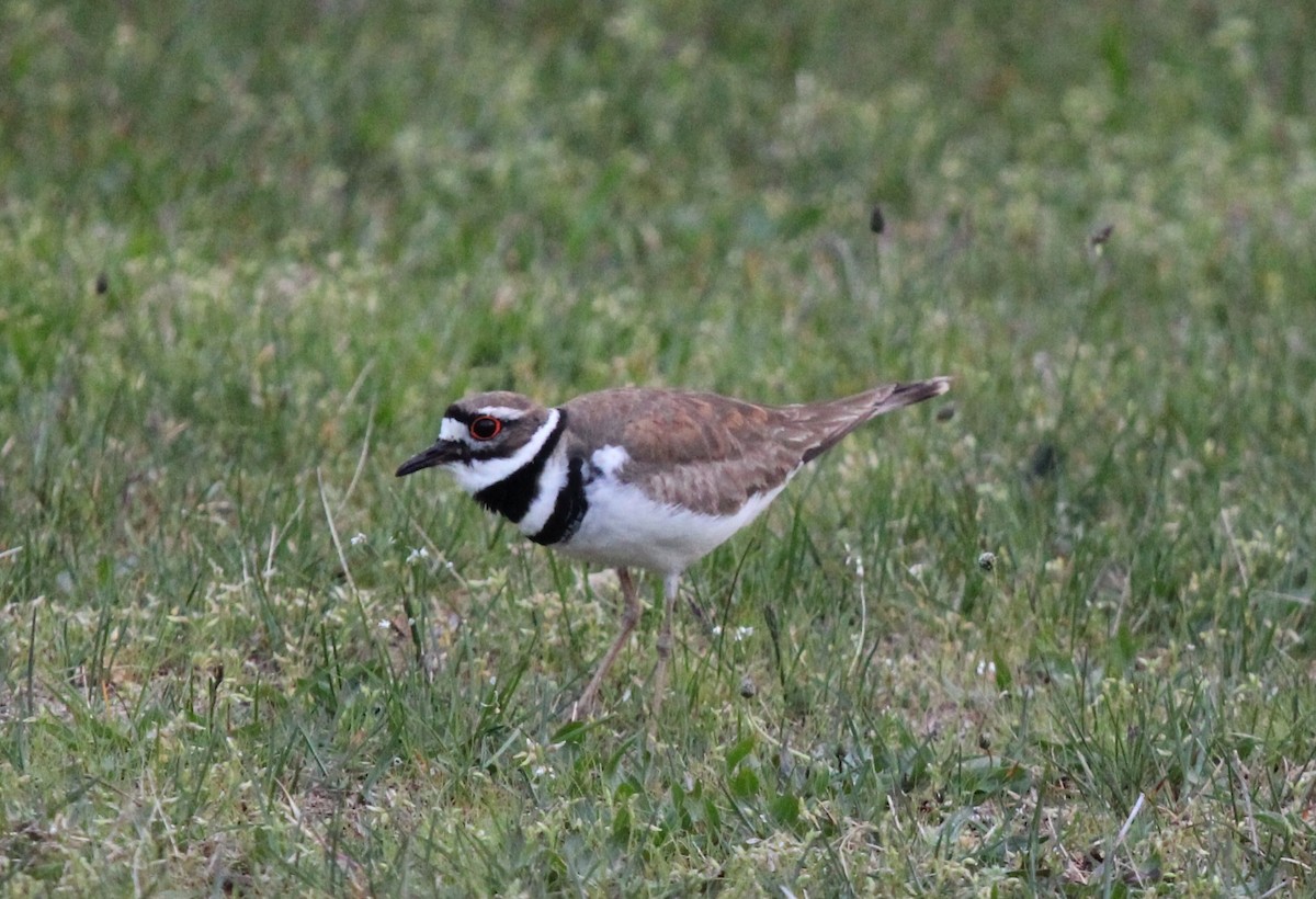 Killdeer - ML572937111