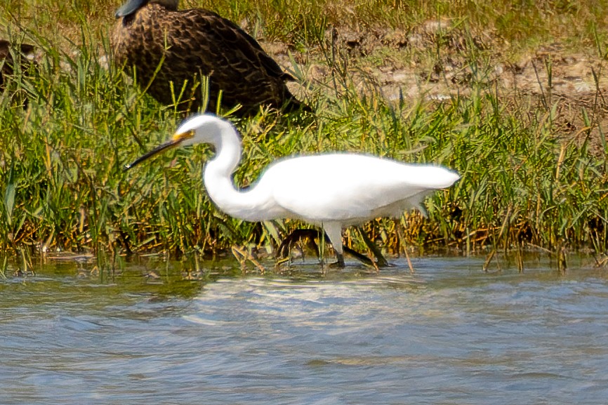 Little Egret (Australasian) - ML572937581