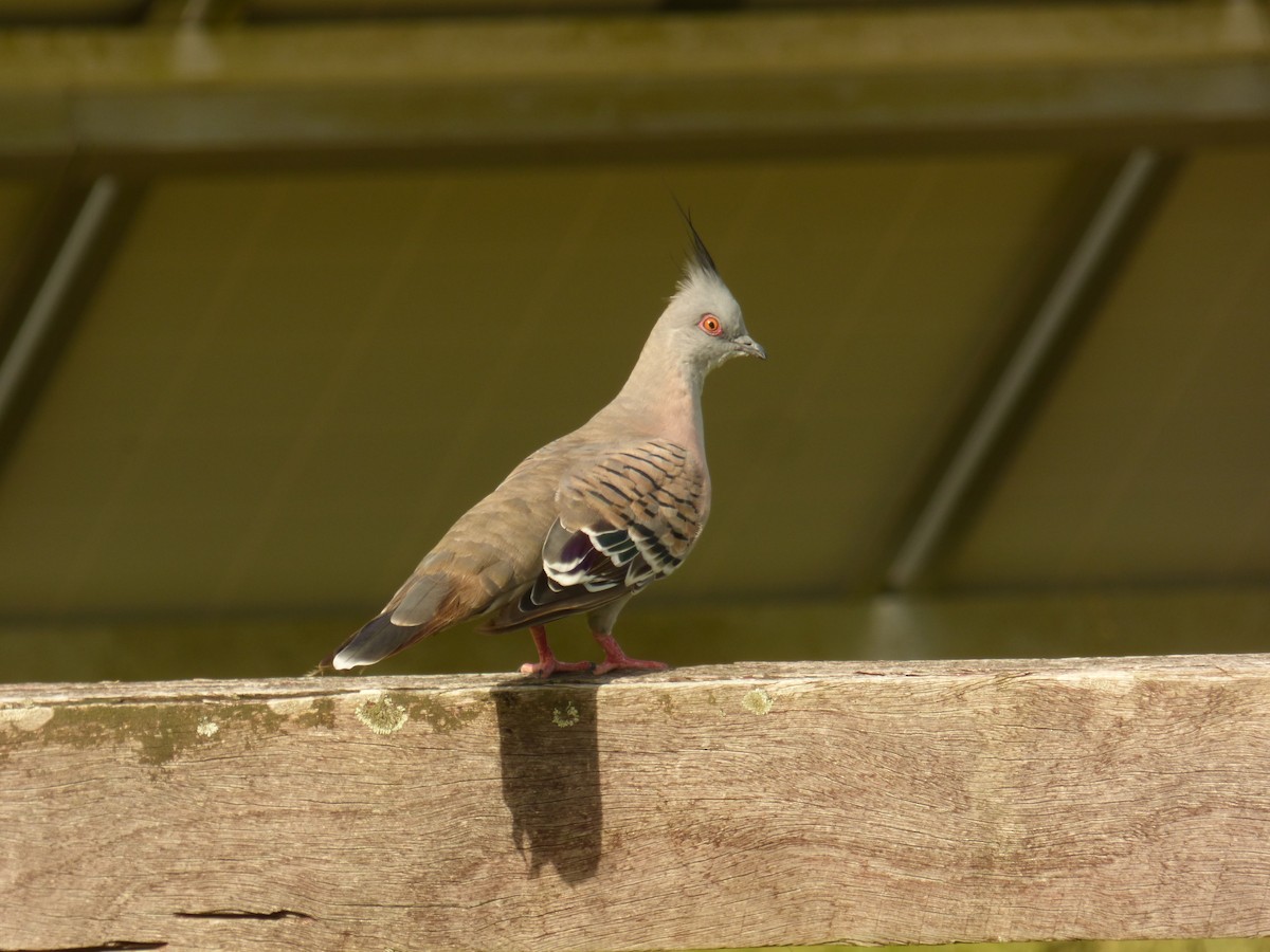 Crested Pigeon - ML572937671