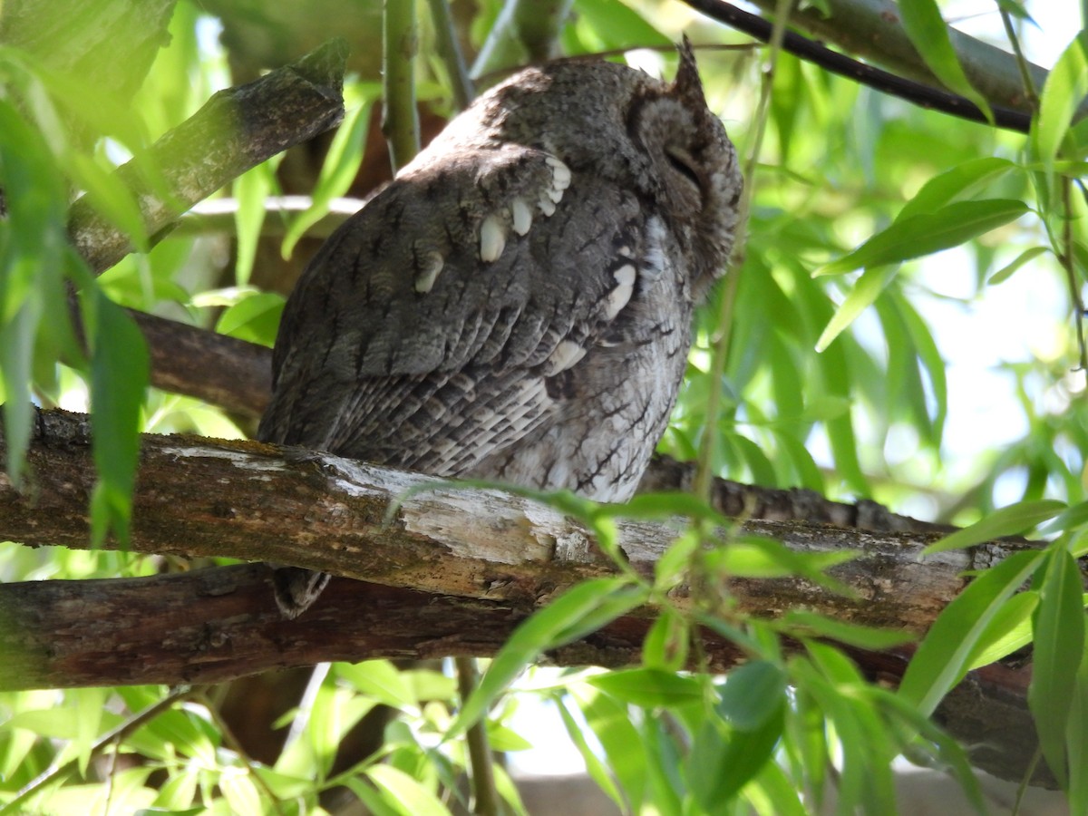 Western Screech-Owl - ML572938961