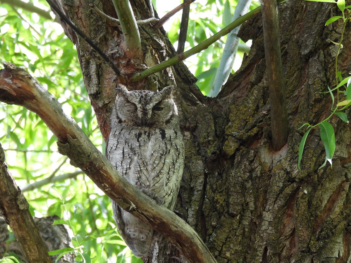 Western Screech-Owl - ML572938971