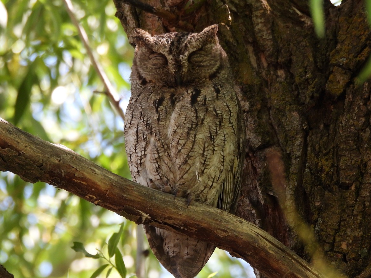 Western Screech-Owl - ML572938991