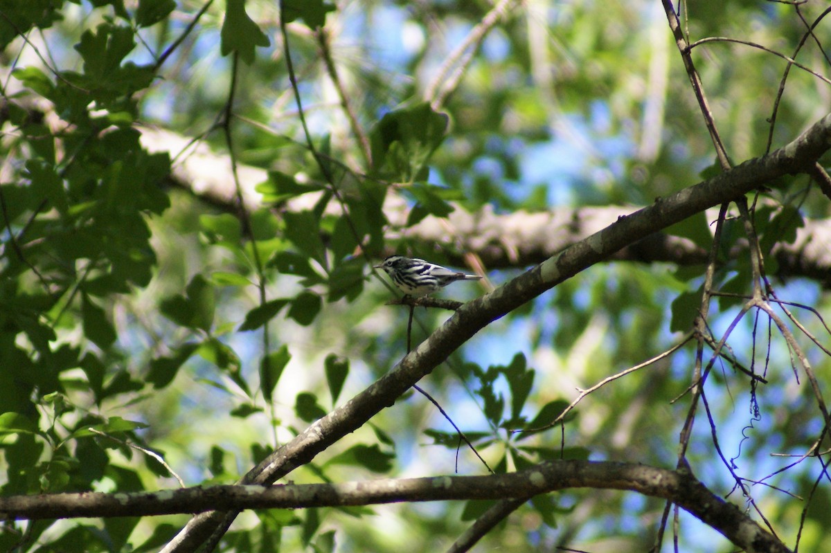Black-and-white Warbler - Hunter Walters