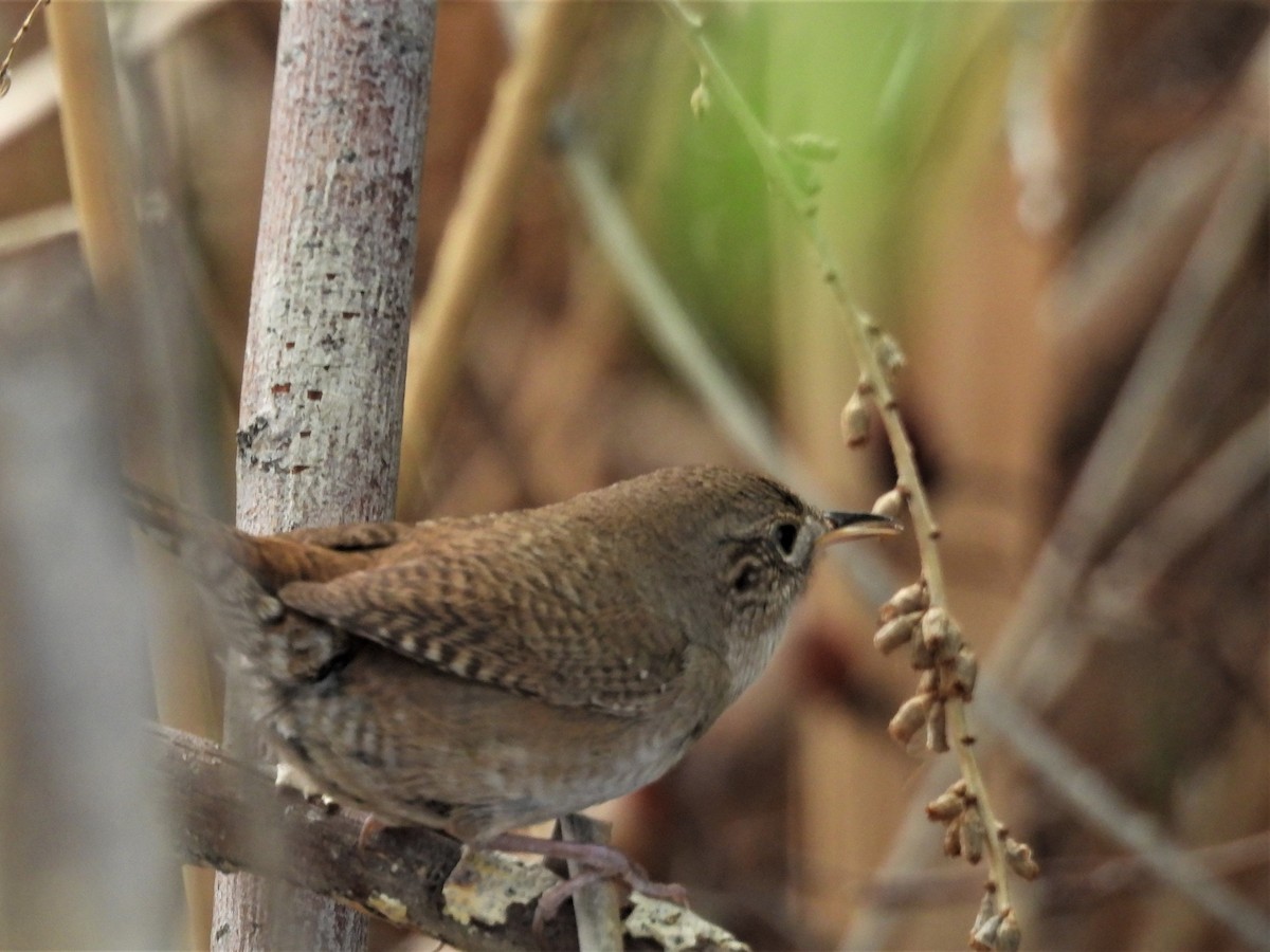 Zingira-txepetxa - ML572939401