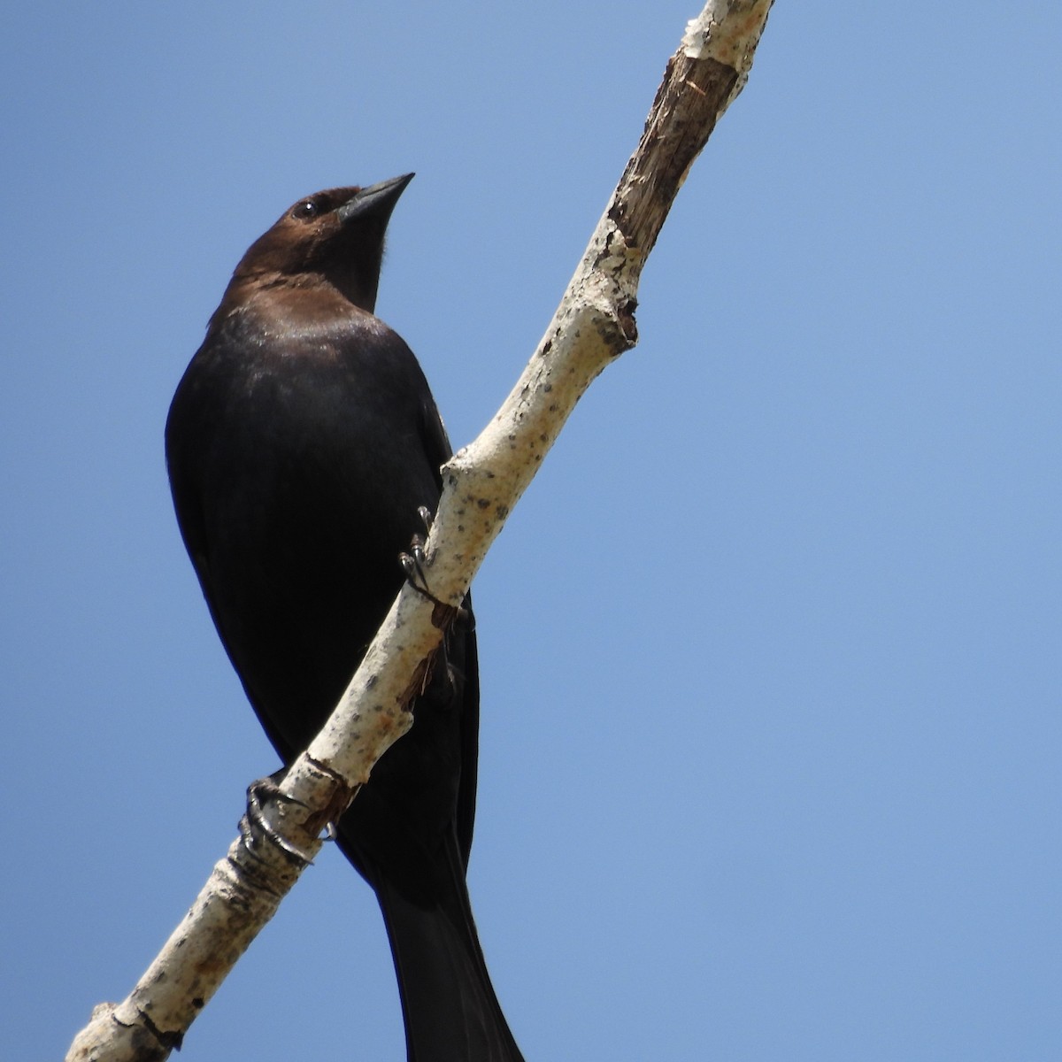 Brown-headed Cowbird - ML572939611