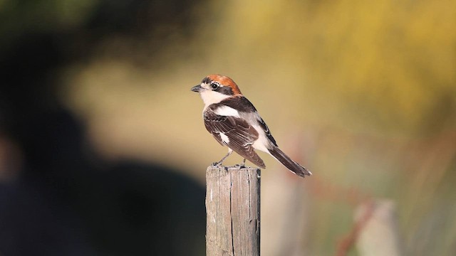 Pie-grièche à tête rousse - ML572940991