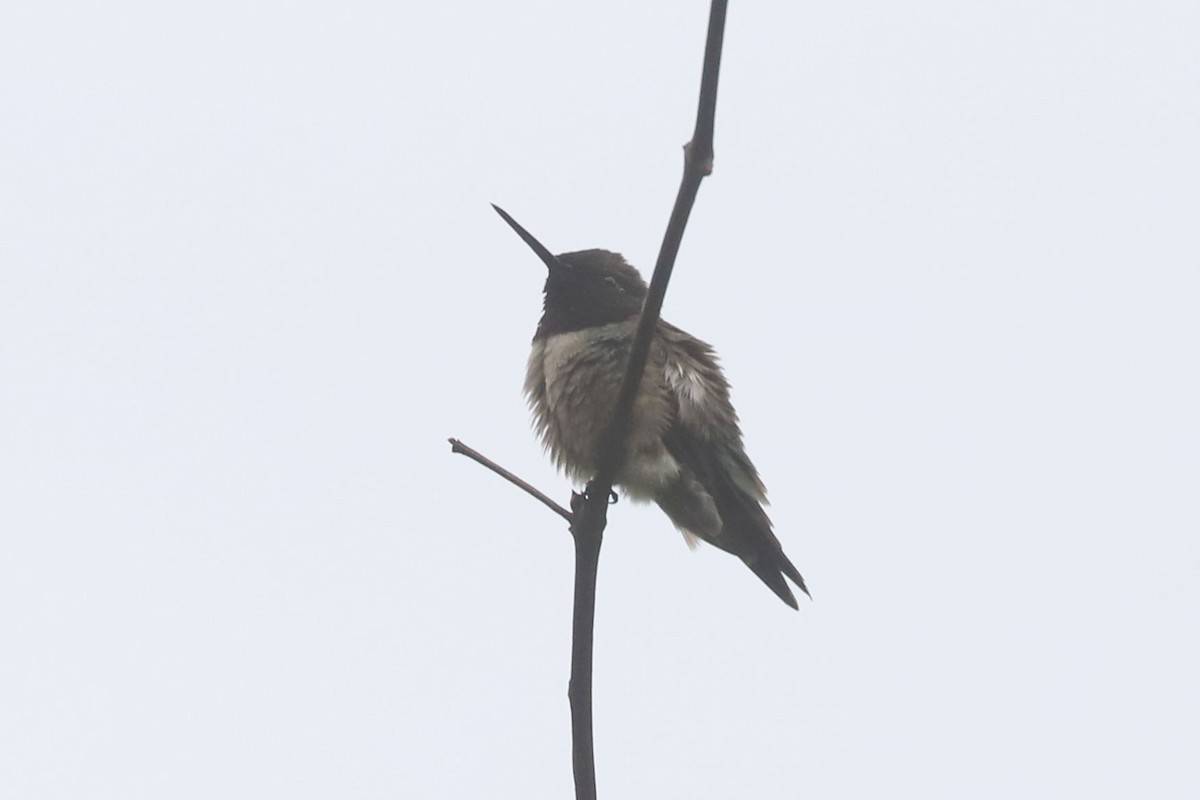 Ruby-throated Hummingbird - ML572941251