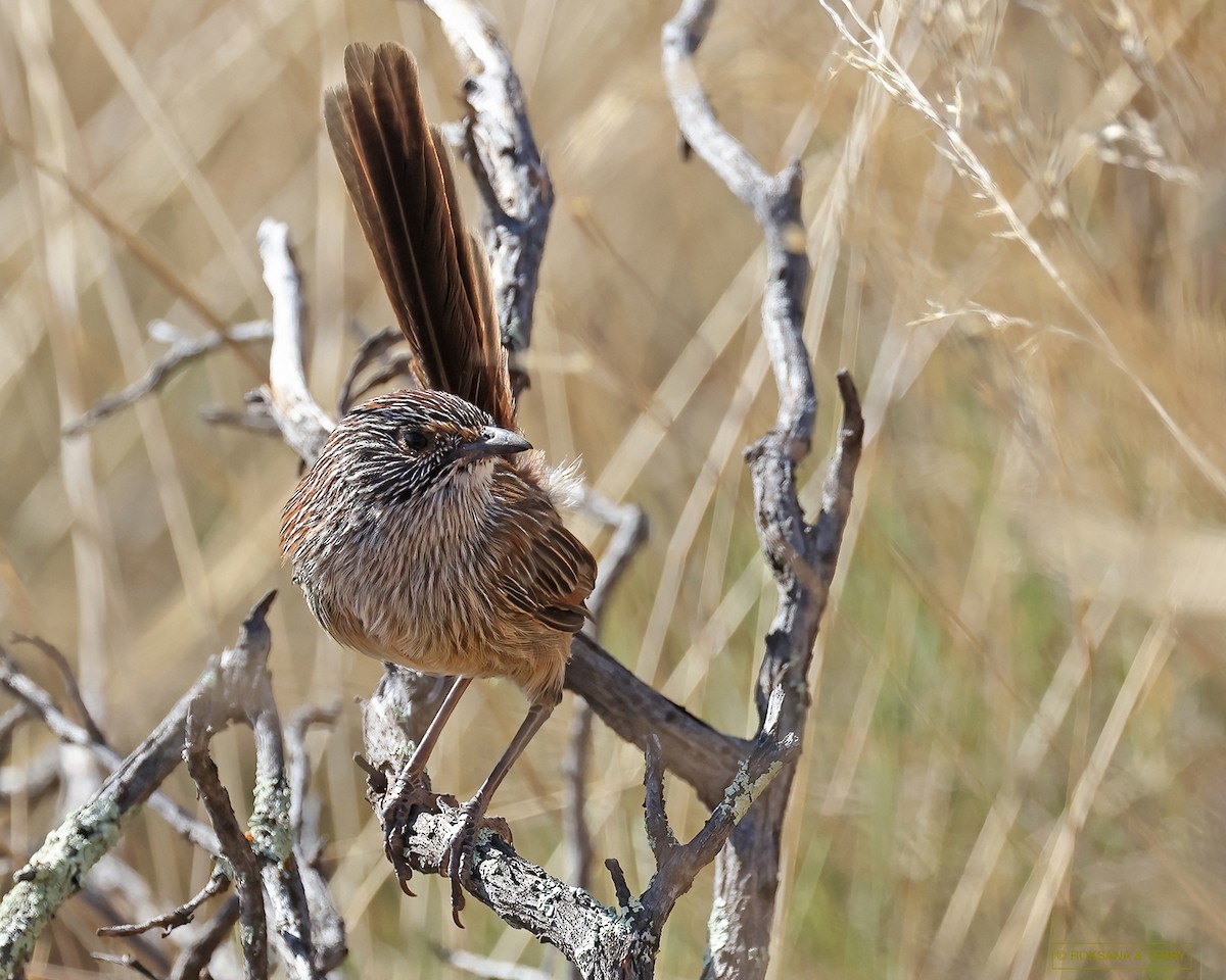 Short-tailed Grasswren - ML572941271