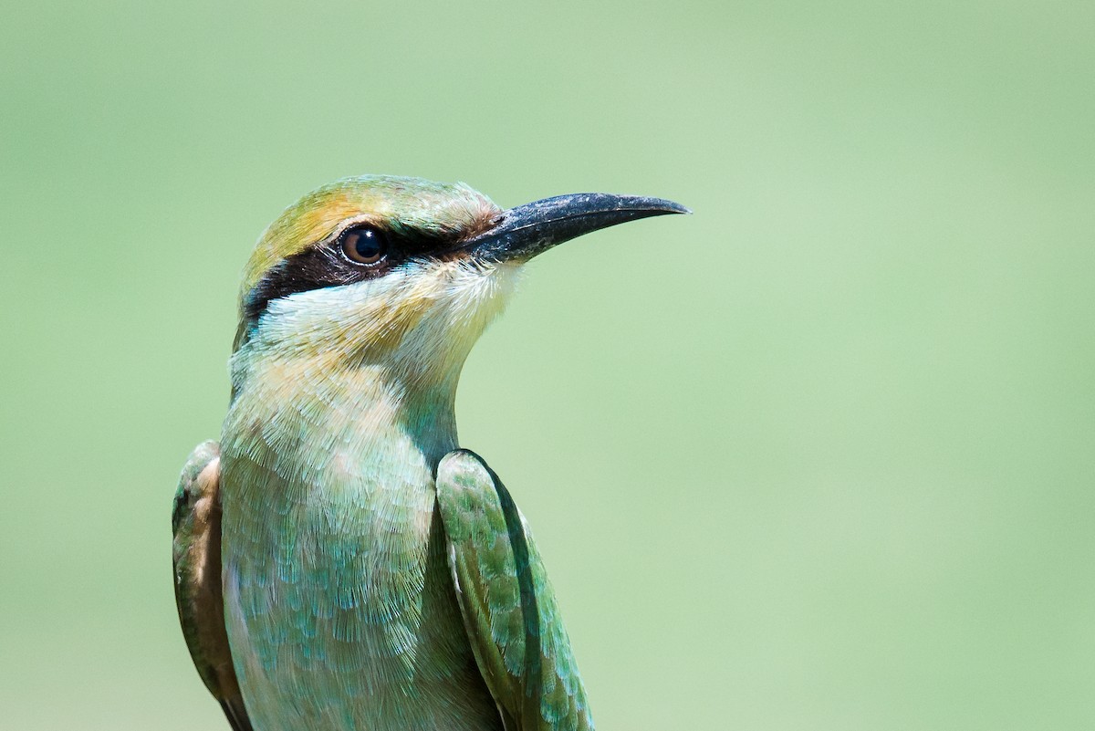 Rainbow Bee-eater - Jan Lile