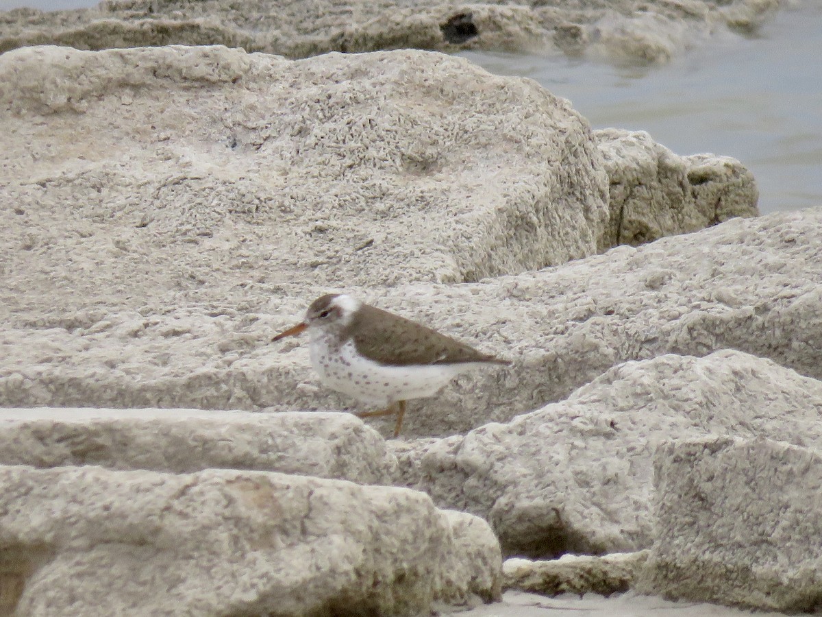 Spotted Sandpiper - ML572946271