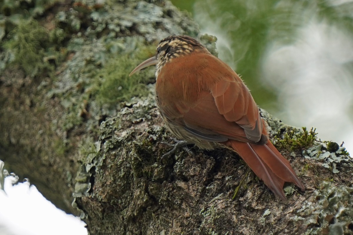 Narrow-billed Woodcreeper - ML572947361