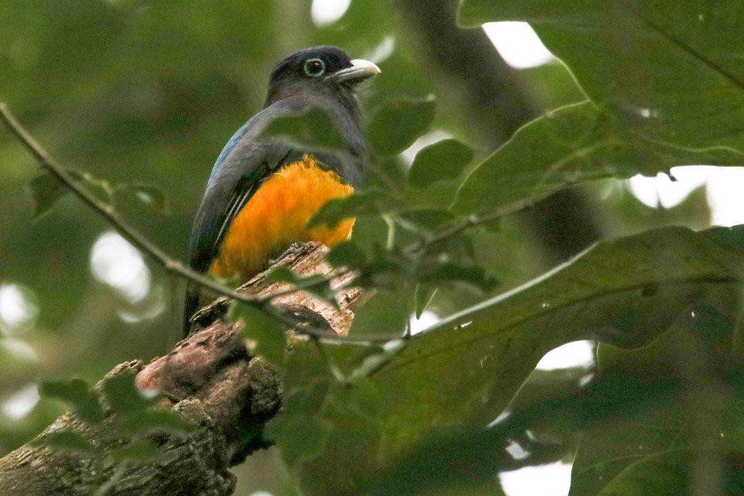 trogon zelenohřbetý - ML572948031