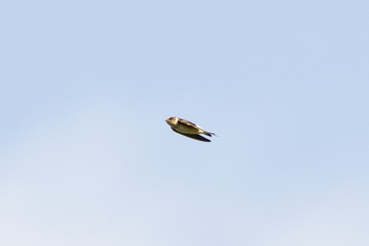 Golondrina Arborícola - ML572948141