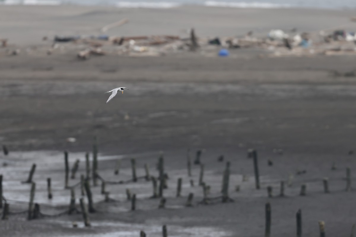 Little Tern - ML572948181