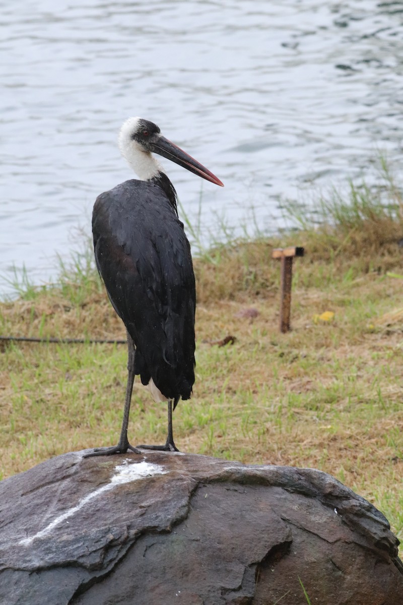 African Woolly-necked Stork - ML572949841