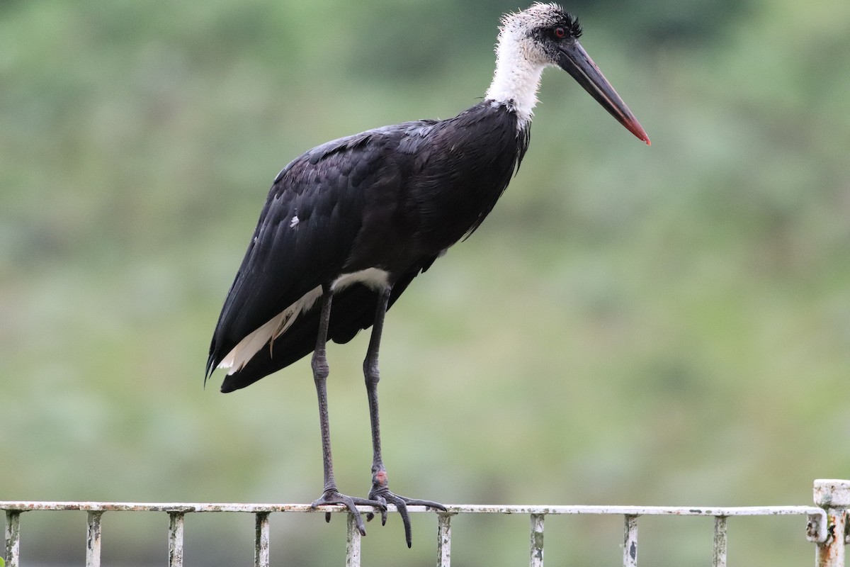 African Woolly-necked Stork - ML572950031