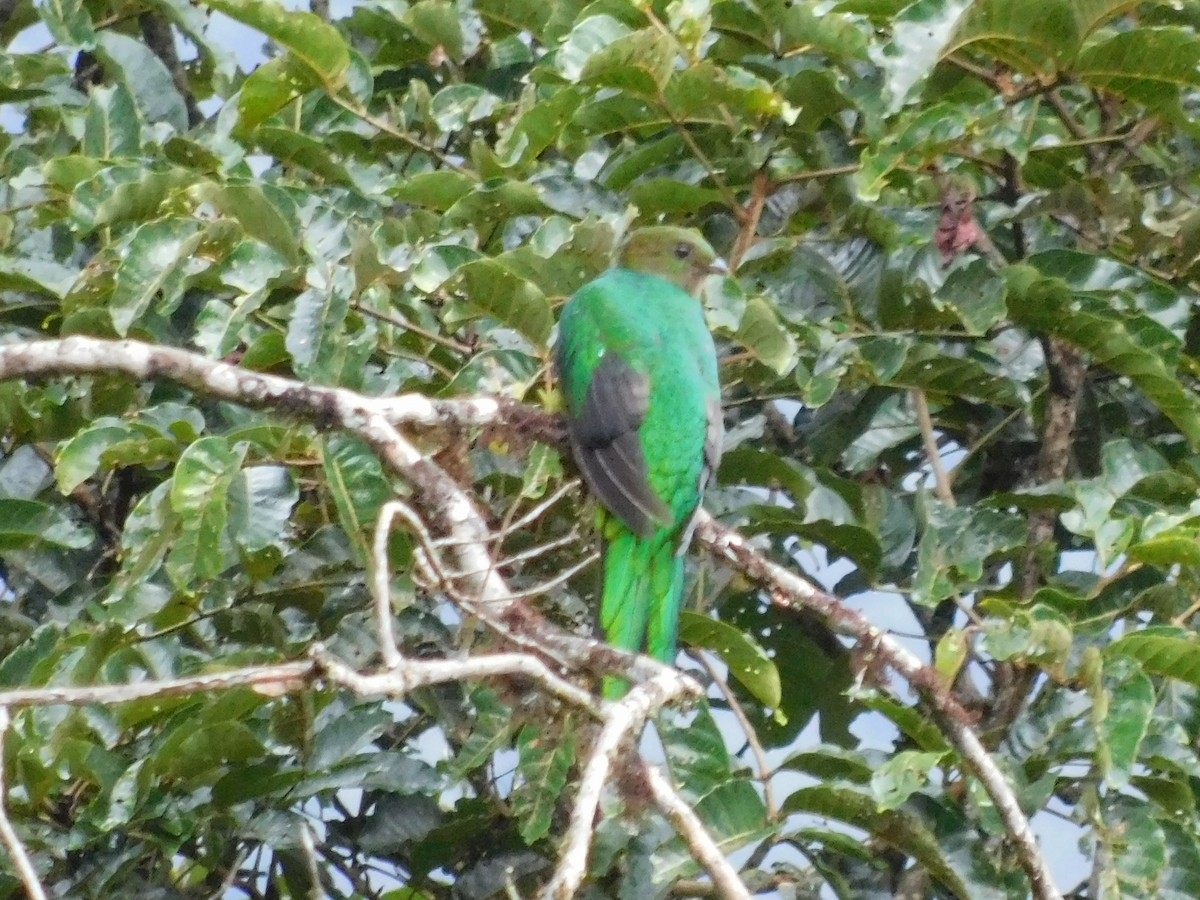 Quetzal doré - ML572950801