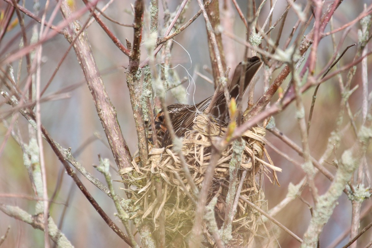 Red-winged Blackbird - ML572951621