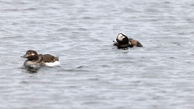 Long-tailed Duck - ML572954041