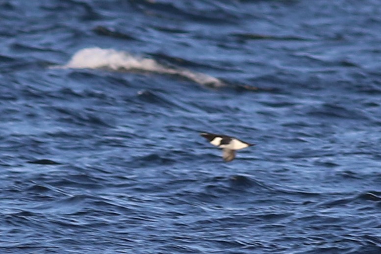 Razorbill - ML572954311