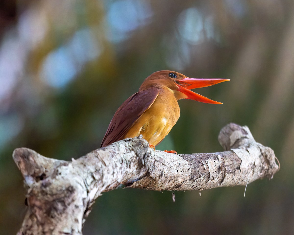Ruddy Kingfisher - ML572954351