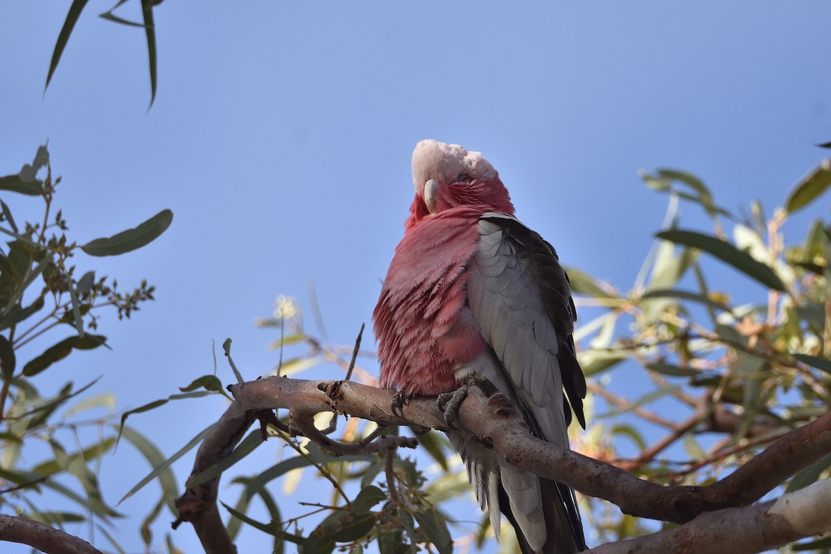 Galah - ML572954531