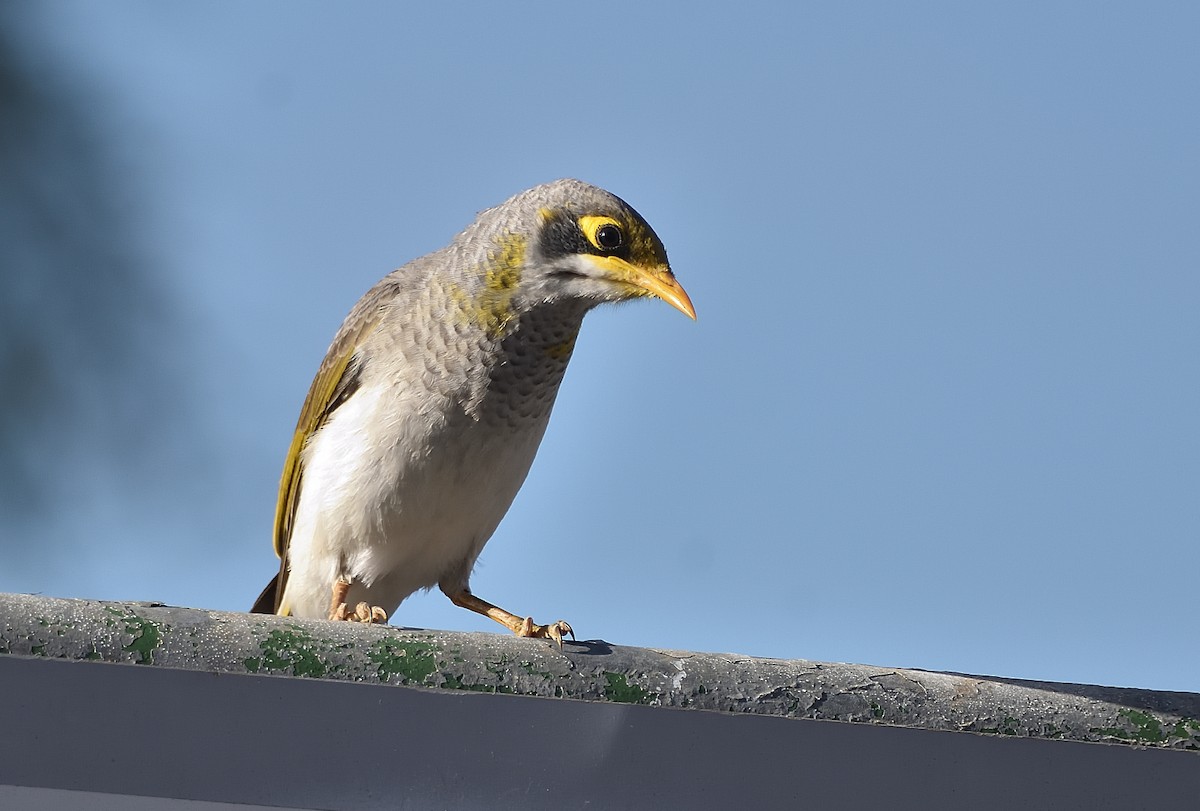 Méliphage à cou jaune - ML572954611