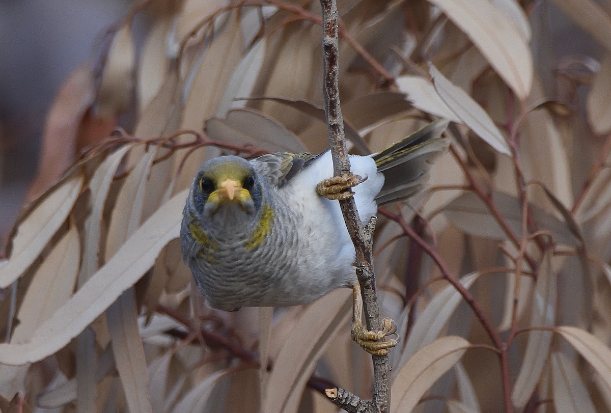 Yellow-throated Miner - Anthony Katon