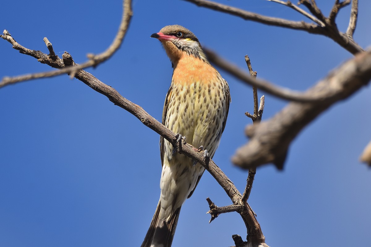 Spiny-cheeked Honeyeater - ML572954631