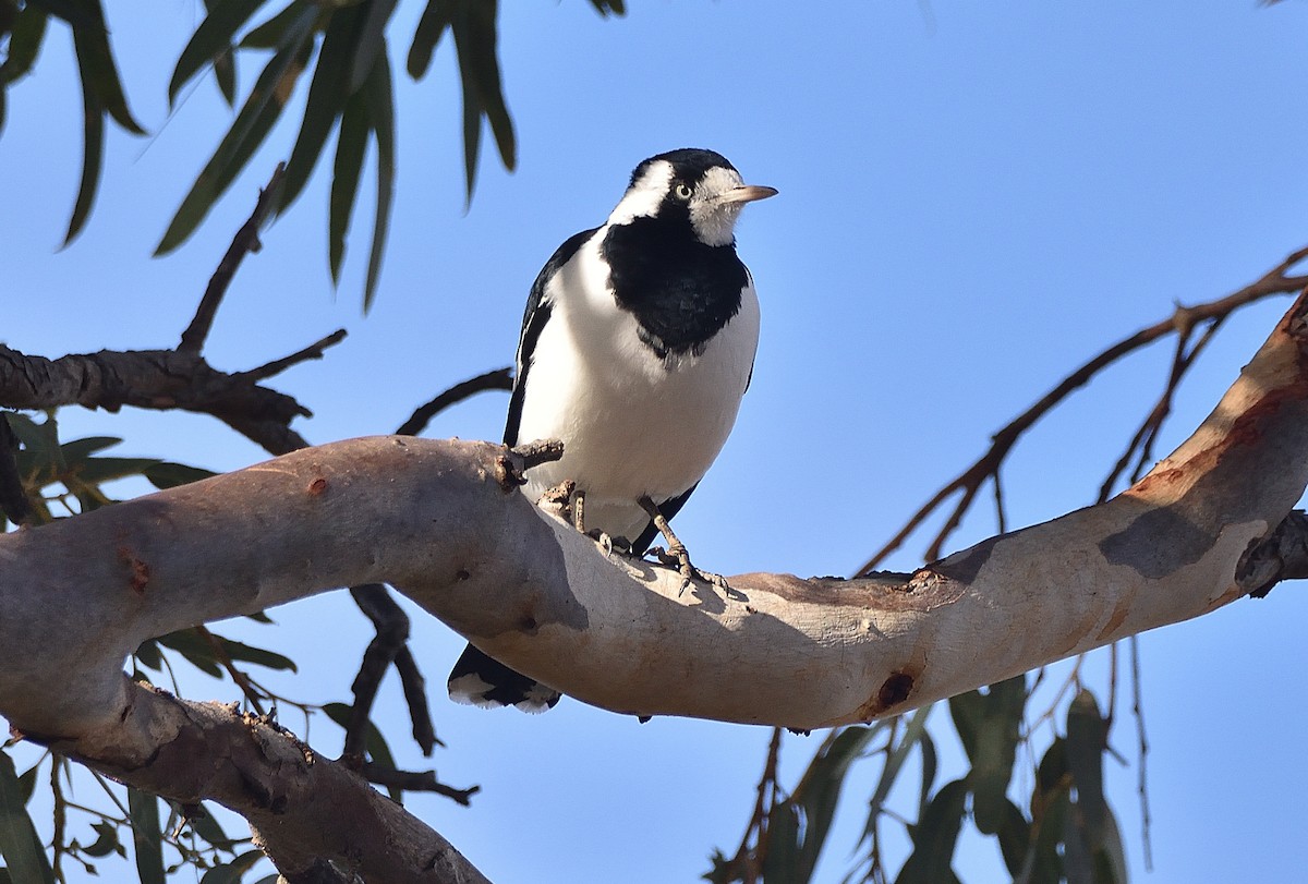 Magpie-lark - ML572954651