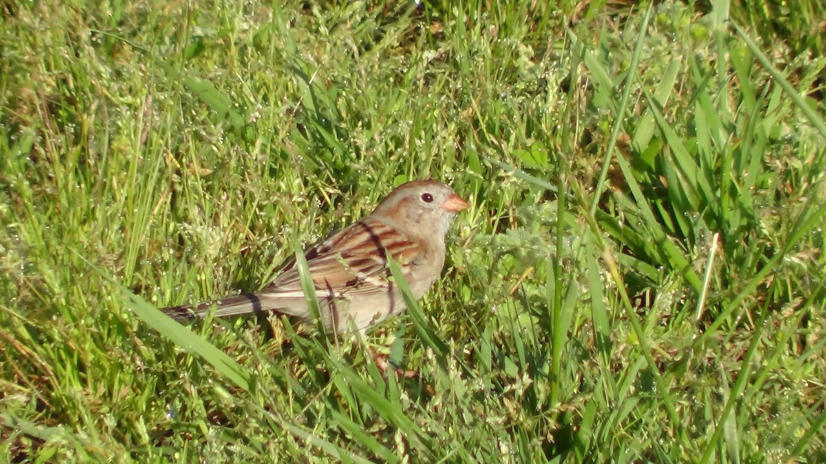 Field Sparrow - ML57295481