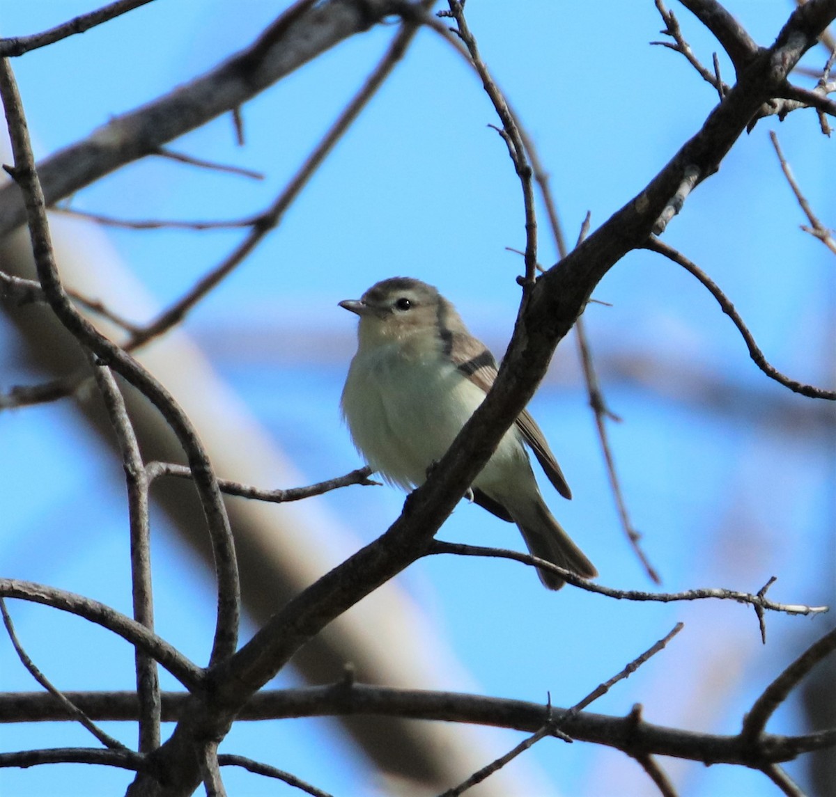 Warbling Vireo - ML572954901