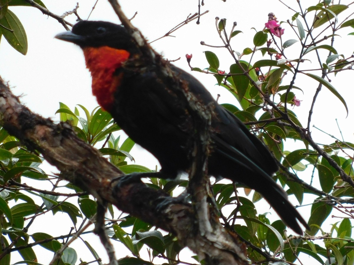 Red-ruffed Fruitcrow - ML572954911