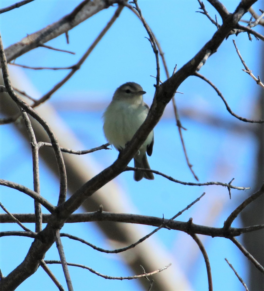 Warbling Vireo - ML572954991