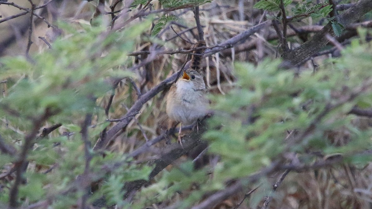 Grass Wren (Northern) - ML572956071