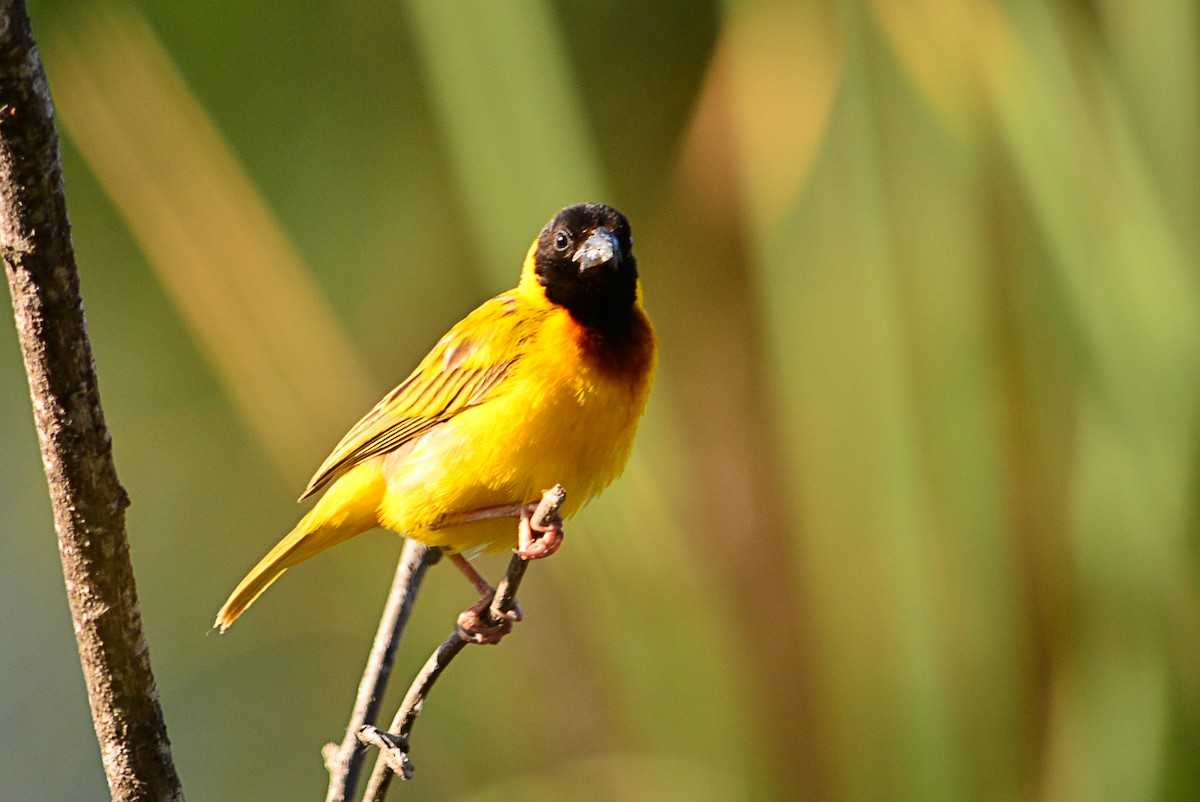 Black-headed Weaver - ML572956841