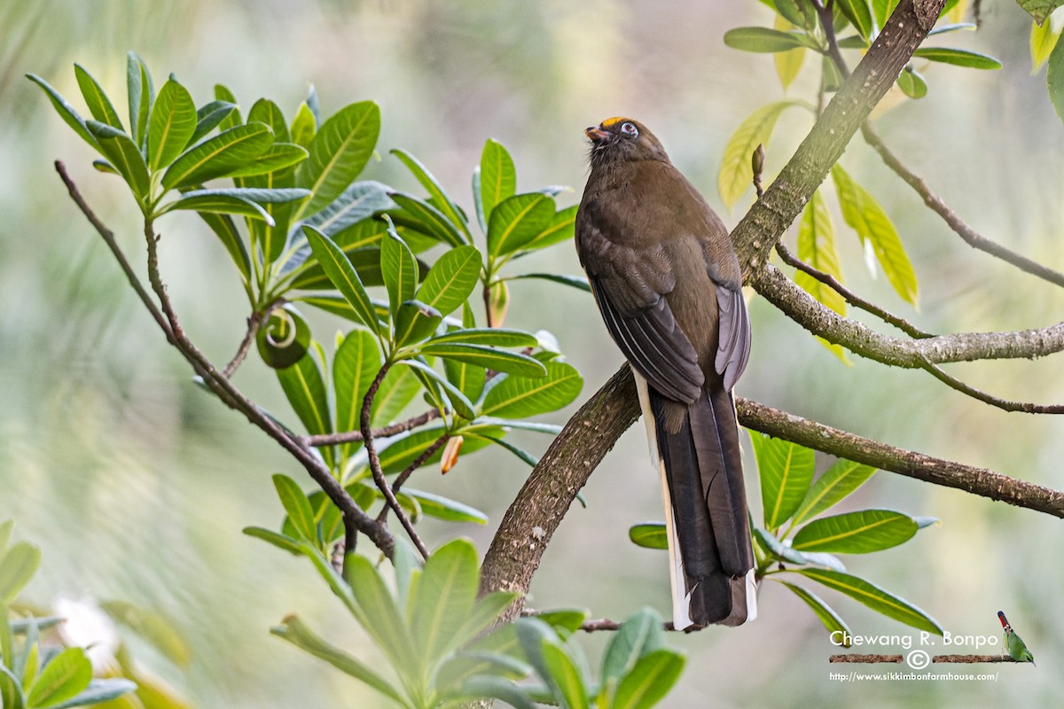 Ward's Trogon - Chewang Bonpo