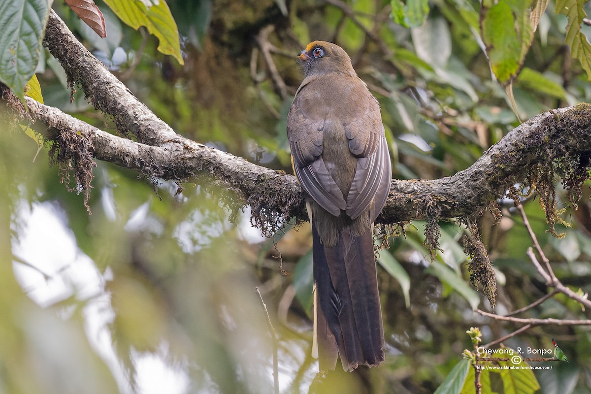 Ward's Trogon - Chewang Bonpo