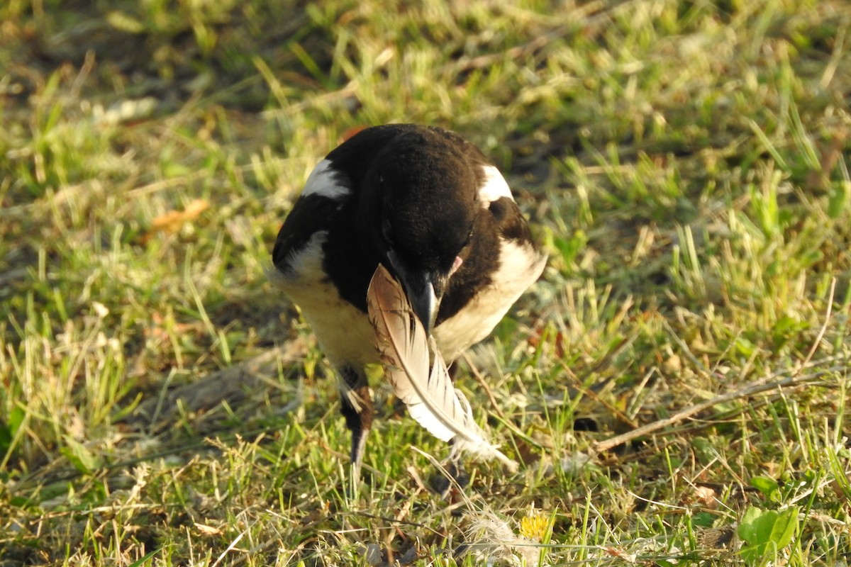 Oriental Magpie - ML572958041