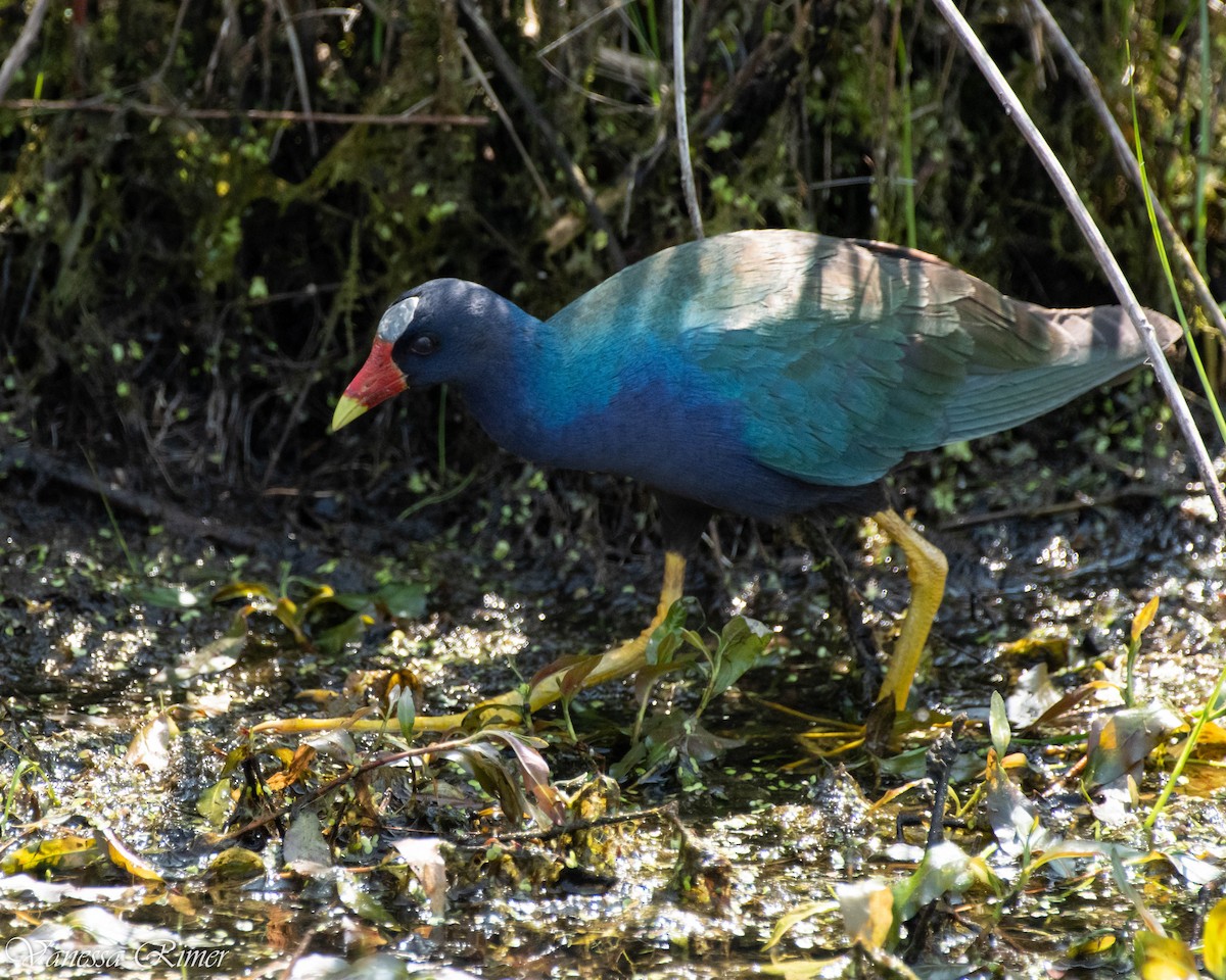Purple Gallinule - ML572958231