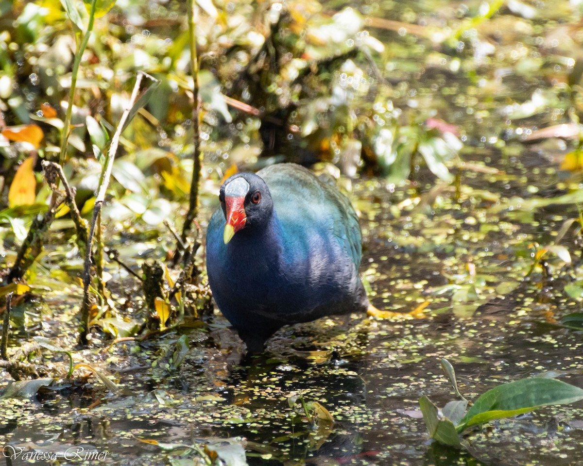 Purple Gallinule - ML572958241
