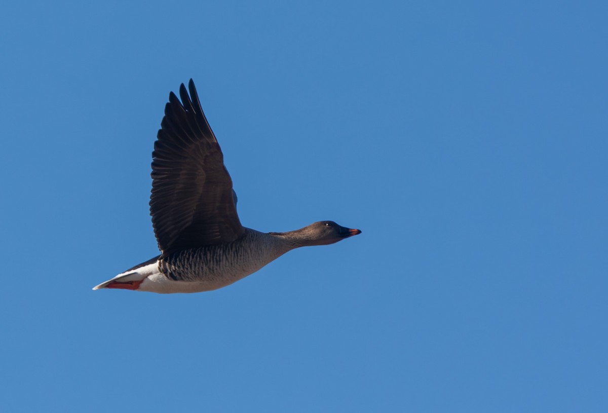 Tundra Bean-Goose - Veikko Salo