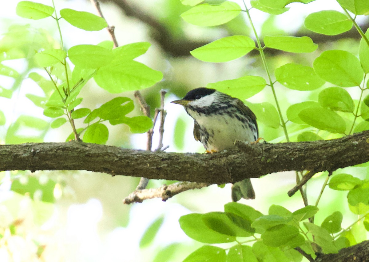 Blackpoll Warbler - ML572958601