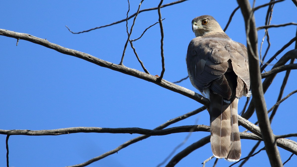 Cooper's Hawk - ML572959581